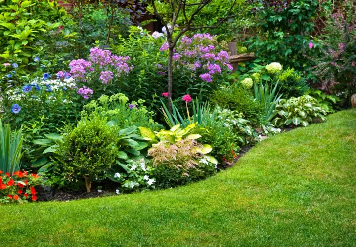 Un rigoglioso giardino con aiuole piene di fiori viola, blu e rossi, hosta e arbusti verdi. Belle idee per aiuole giardino.