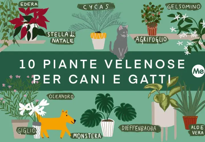 Illustrazione di piante velenose per cani e gatti: edera, stella di Natale, agrifoglio, oleandro, monstera, dieffenbachia, aloe vera, giglio, gelsomino, cycas.