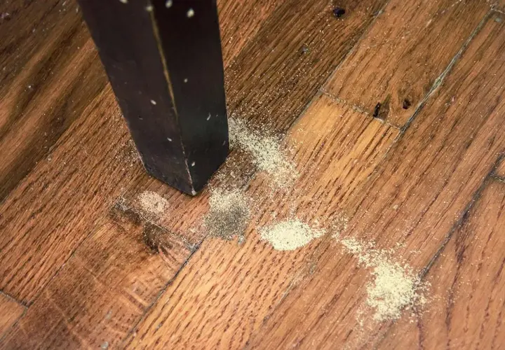 Polvere fine sul parquet vicino a una gamba di un mobile scuro, segno che i tarli con le ali hanno lasciato il loro passaggio.