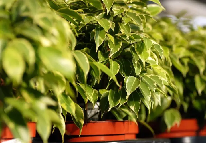 Fogli verdi e variegati di un ficus benjamin in vaso, con luce solare che illumina le foglie.