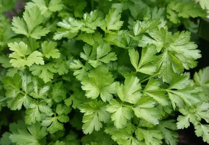 Foglie verdi e ricce di prezzemolo fresco, pronte per essere raccolte. Un ottimo momento quando si semina il prezzemolo per avere un raccolto abbondante.