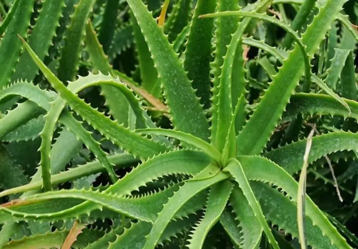 Primo piano di una rigogliosa aloe pianta, nota per le sue proprietà benefiche e la facile cura. Le foglie verdi e carnose sono bordate da piccole spine.