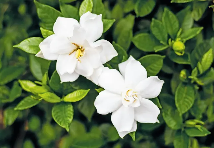Fiori di giugno bianchi e profumati, con petali vellutati e pistilli dorati, circondati da foglie verdi lucide.