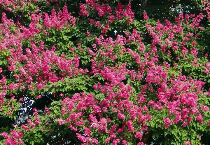 Fioritura rosa acceso su fogliame verde intenso. Queste piante che non hanno bisogno di acqua prosperano con poca irrigazione, un vero spettacolo naturale.