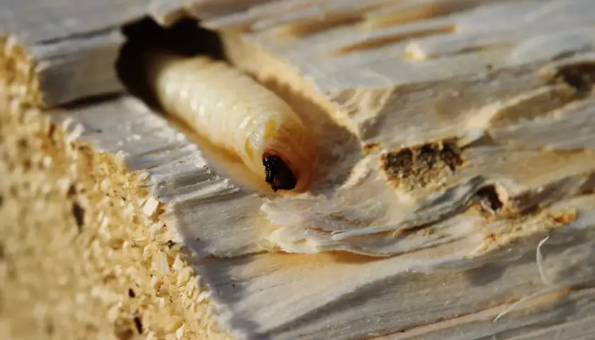 Larva di tarlo del legno, con la sua testa scura visibile, si muove in un tunnel scavato nel legno. Le dimensioni della larva sono evidenti nel confronto con il tunnel.