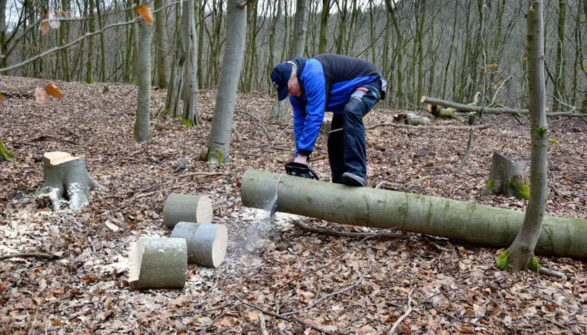 Uomo con motosega che taglia un tronco d'albero a terra, dimostrando come abbattere un albero. Tronchi tagliati e segatura sul terreno coperto di foglie.