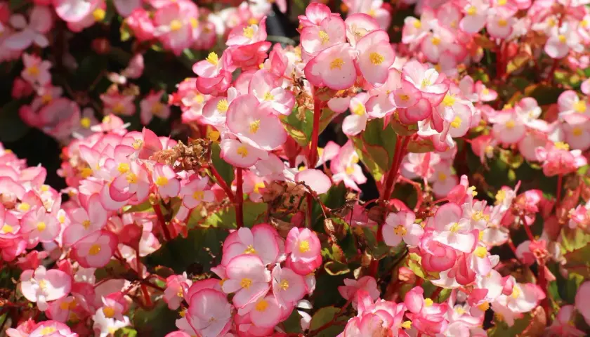 Un tripudio di fiori rosa e bianchi, con petali delicati e centri gialli. Diversi tipi di begonie creano un tappeto colorato e vivace.