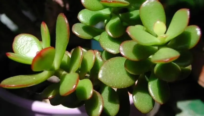 Piante grasse da interno nomi: una succulenta Crassula ovata con foglie carnose verdi bordate di rosso, in vaso viola.