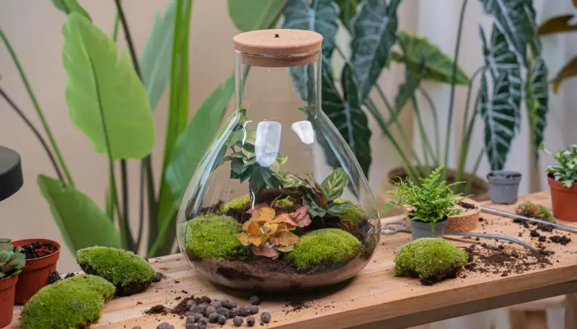 Un terrario fai da te in una grande fiasca di vetro con piante verdi, muschio e terra.