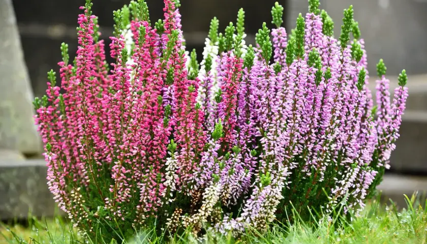 Fiori da piantare a settembre: un cespuglio di erica rosa e viola su un prato verde bagnato.