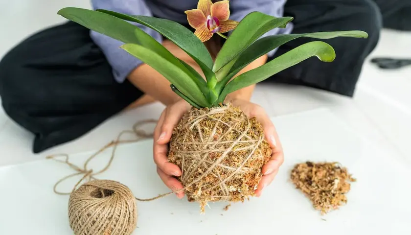 Mani che creano un kokedama, una palla di muschio e terra con un'orchidea, mostrando come si fa.