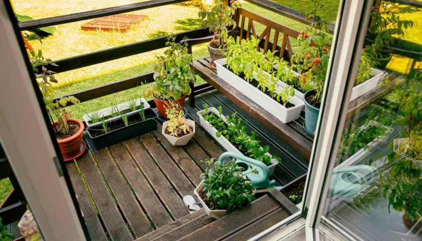 Balcone con vasi di piante aromatiche: basilico, pomodori, cipolle e altre verdure. Un elenco di piante aromatiche da coltivare in vaso.