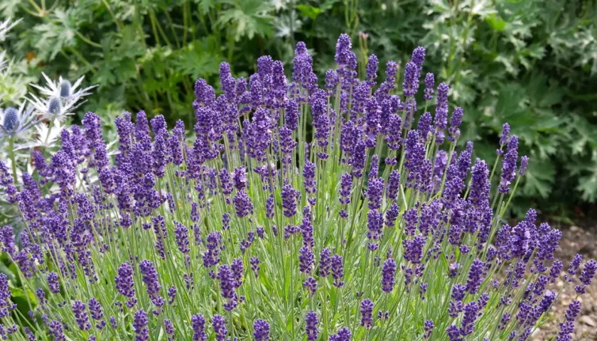 Un cespuglio rigoglioso di lavanda viola, con steli verdi e fiori profumati. Per sapere come curare la lavanda, osserva la sua salute e la fioritura.