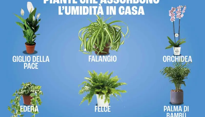 Giglio della pace, falangio, orchidea, edera, felce e palma di bambù: piante che assorbono umidità in casa.