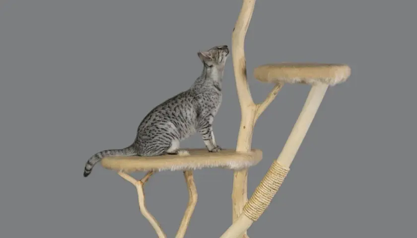 Gatto maculato su un tiragraffi per gatti fai da te, con piattaforme in legno e finta pelliccia.