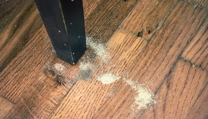 Segni di un tarlo adulto: polvere fine e detriti sul parquet vicino alla gamba di un mobile scuro.