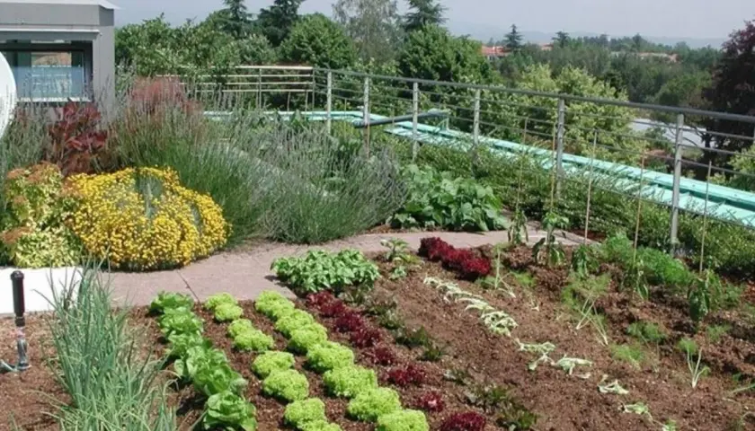 Un rigoglioso orto in giardino, con file ordinate di lattuga, cipolle e altre verdure, circondato da fiori gialli e lavanda.