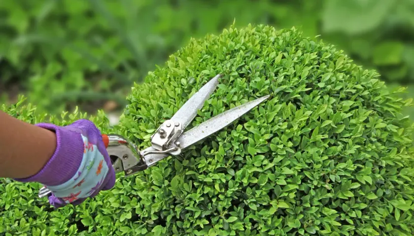 Mano guantata in viola che effettua il taglio siepi su un cespuglio verde e folto.