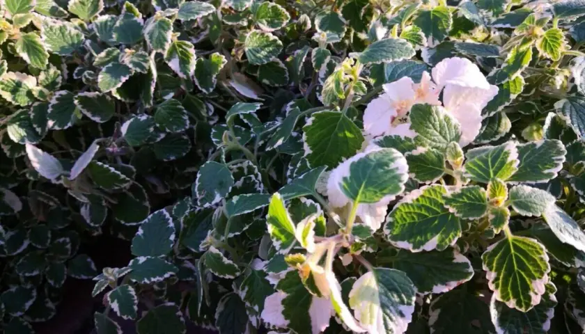Pianta incenso inverno con foglie verdi e bordi bianchi, alcuni fiori bianchi sbocciano tra il fogliame.