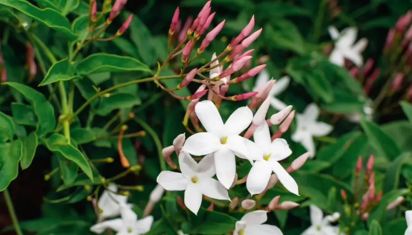Fiori bianchi e boccioli rosa annunciano quando fiorisce il gelsomino, con foglie verdi lussureggianti.