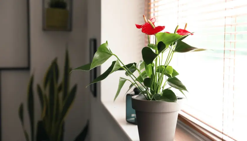 Anthurium rosso brillante su davanzale, con foglie verdi lussureggianti. Questa pianta d'appartamento può stare fuori in un luogo protetto.