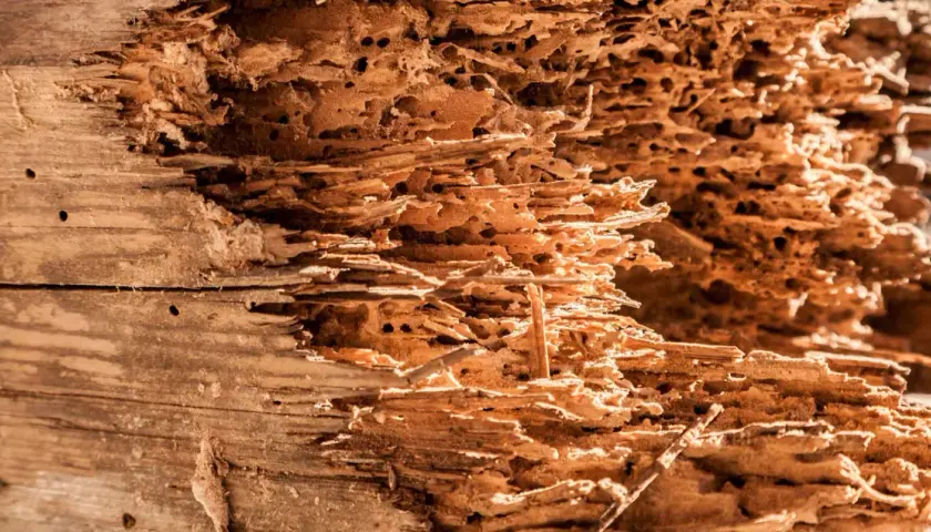 Legno tarlato, con gallerie e buchi che ne mostrano il significato di rovina e decadenza.