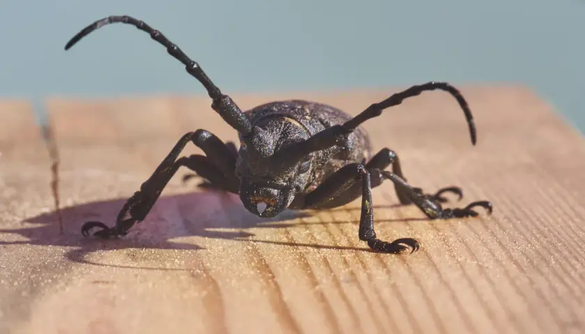 Un tarlo capricorno con lunghe antenne si muove su una superficie di legno.