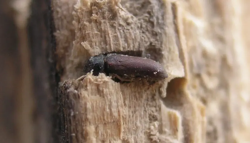 Un piccolo tarlo morto, rimasto intrappolato nel legno in casa, con il suo corpo scuro e le venature del legno che lo circondano.