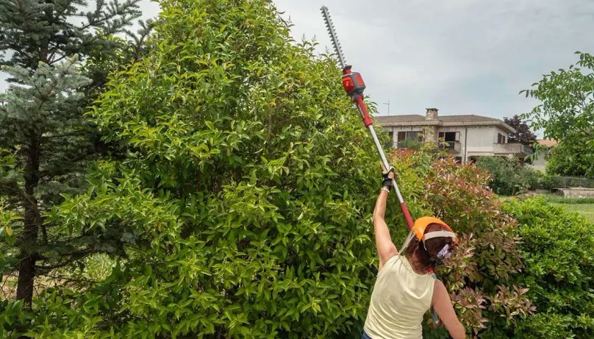 Donna con tagliasiepi allunga il braccio per potare un folto arbusto verde. È il momento giusto quando tagliare la siepe per mantenerla ordinata.