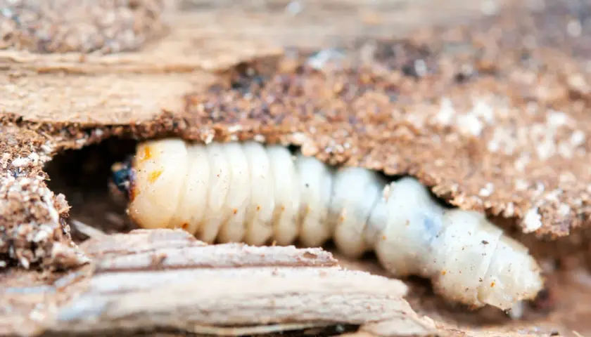 Larva di tarlo che si fa strada nel legno, mostrando come arrivano i tarli in casa.