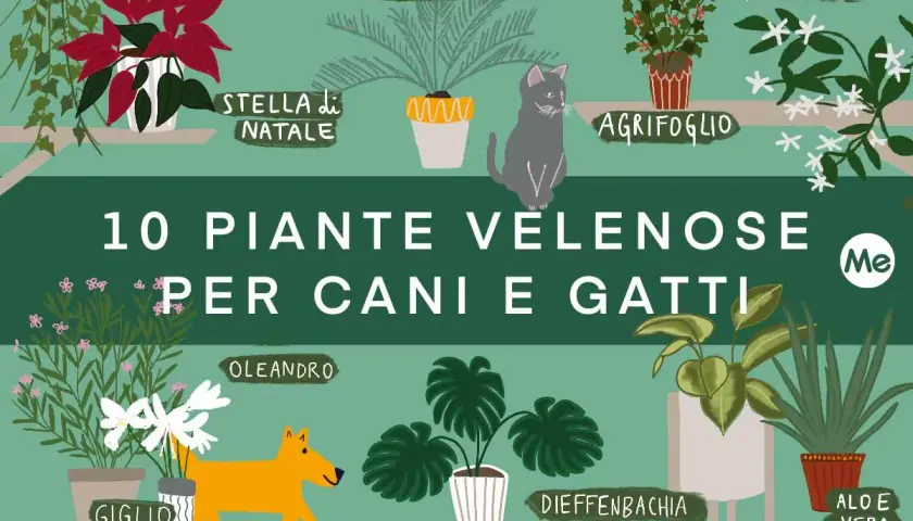 Illustrazione di piante velenose per cani e gatti: edera, stella di Natale, agrifoglio, oleandro, monstera, dieffenbachia, aloe vera, giglio, gelsomino, cycas.