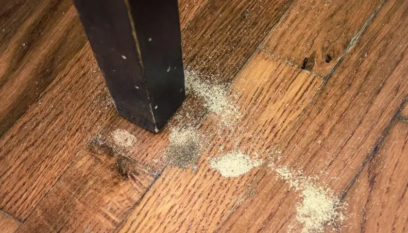 Polvere fine sul parquet vicino a una gamba di un mobile scuro, segno che i tarli con le ali hanno lasciato il loro passaggio.