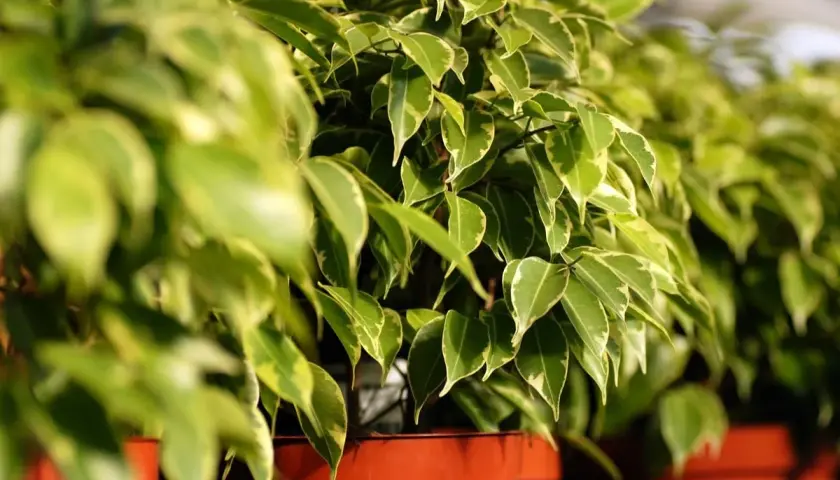 Fogli verdi e variegati di un ficus benjamin in vaso, con luce solare che illumina le foglie.