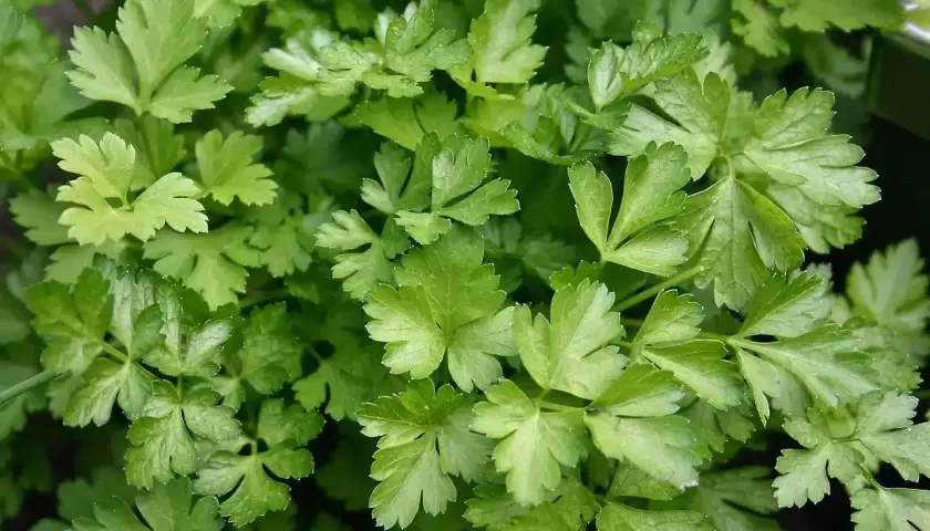 Foglie verdi e ricce di prezzemolo fresco, pronte per essere raccolte. Un ottimo momento quando si semina il prezzemolo per avere un raccolto abbondante.