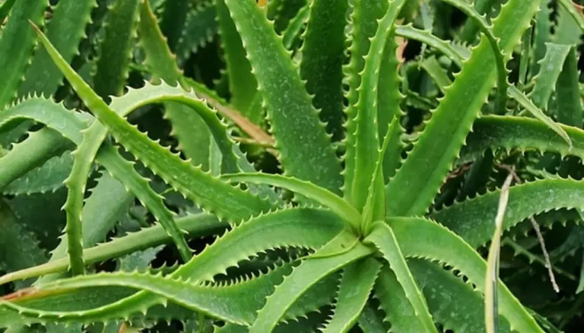 Primo piano di una rigogliosa aloe pianta, nota per le sue proprietà benefiche e la facile cura. Le foglie verdi e carnose sono bordate da piccole spine.