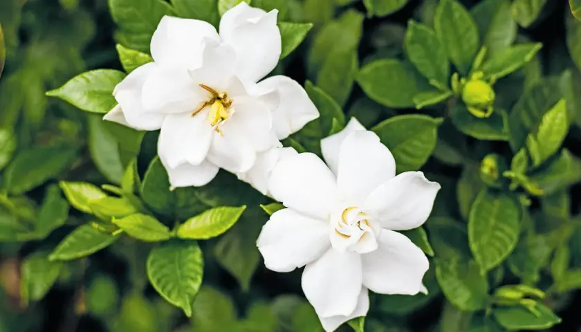 Fiori di giugno bianchi e profumati, con petali vellutati e pistilli dorati, circondati da foglie verdi lucide.