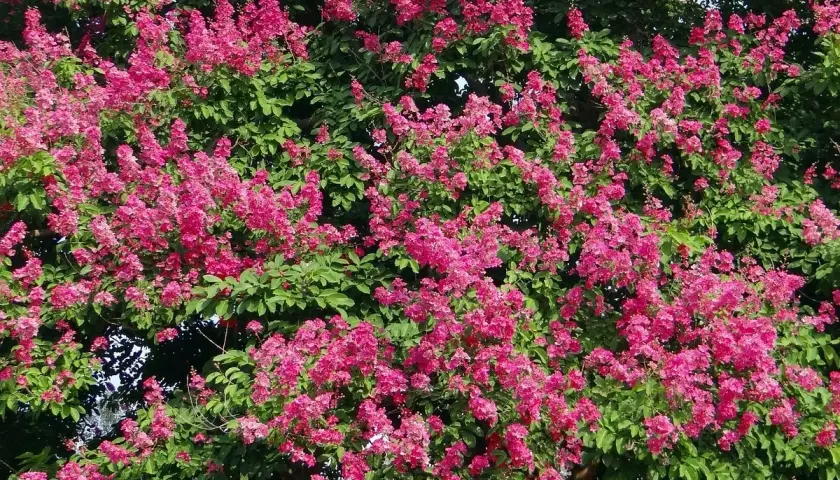 Fioritura rosa acceso su fogliame verde intenso. Queste piante che non hanno bisogno di acqua prosperano con poca irrigazione, un vero spettacolo naturale.