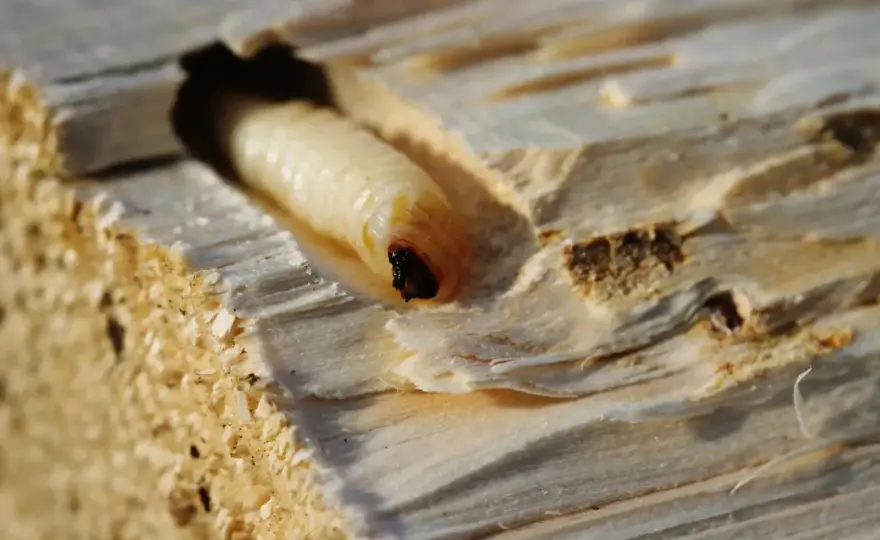 Quanto misura un tarlo del legno? Fori e specie a confronto