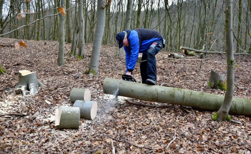 Come abbattere un albero in giardino riducendo i rischi