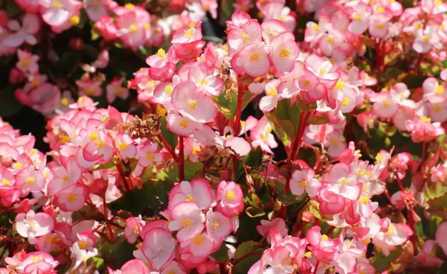 Tipi di fiori - come sceglierli per ogni spazio