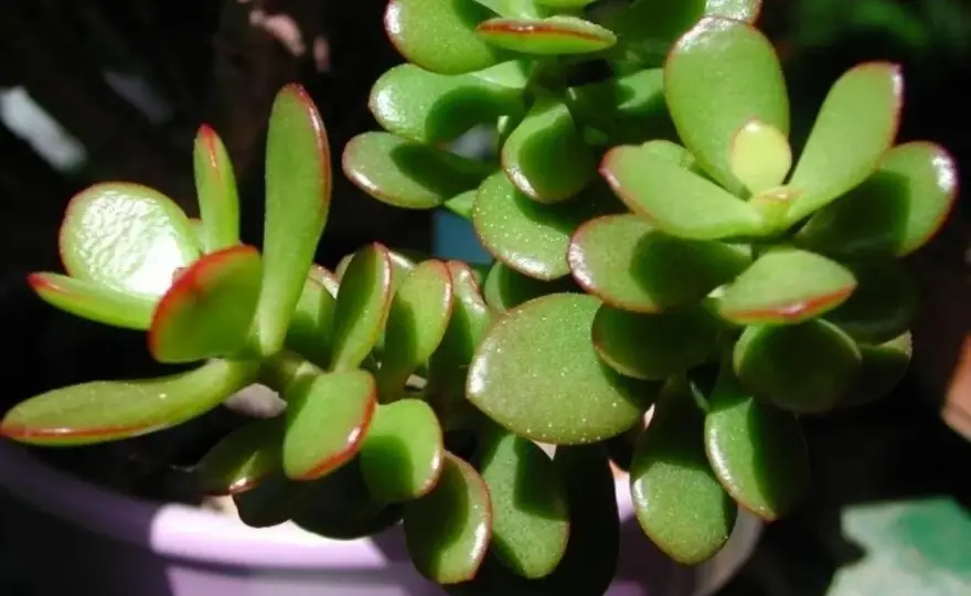 Piante grasse da interno - nomi e cure per ogni stanza