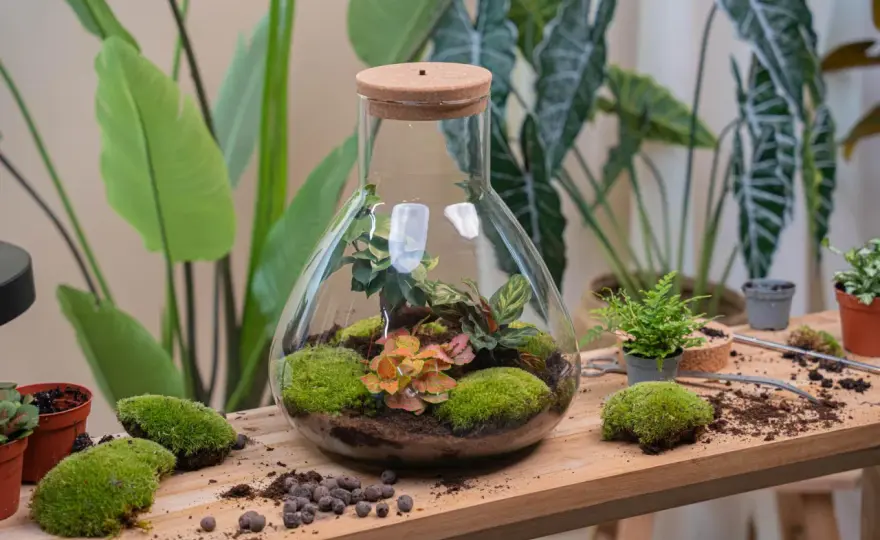 Terrario fai da te - come creare un piccolo ecosistema verde