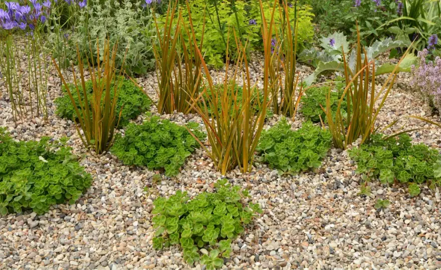Giardino di ghiaia fai da te - scavi, piante e costi