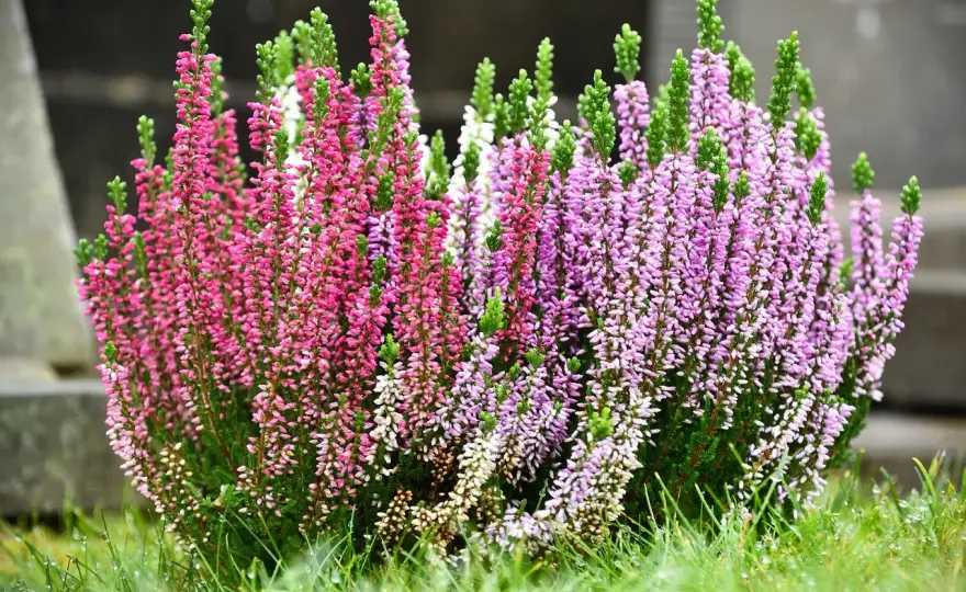 Fiori da piantare a settembre per autunno e primavera