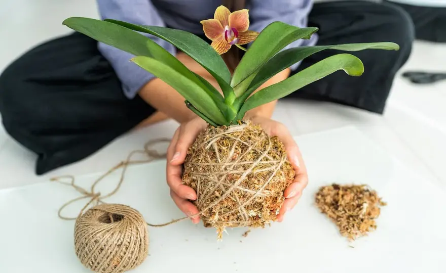 Kokedama fai da te - materiali, procedimento e cure