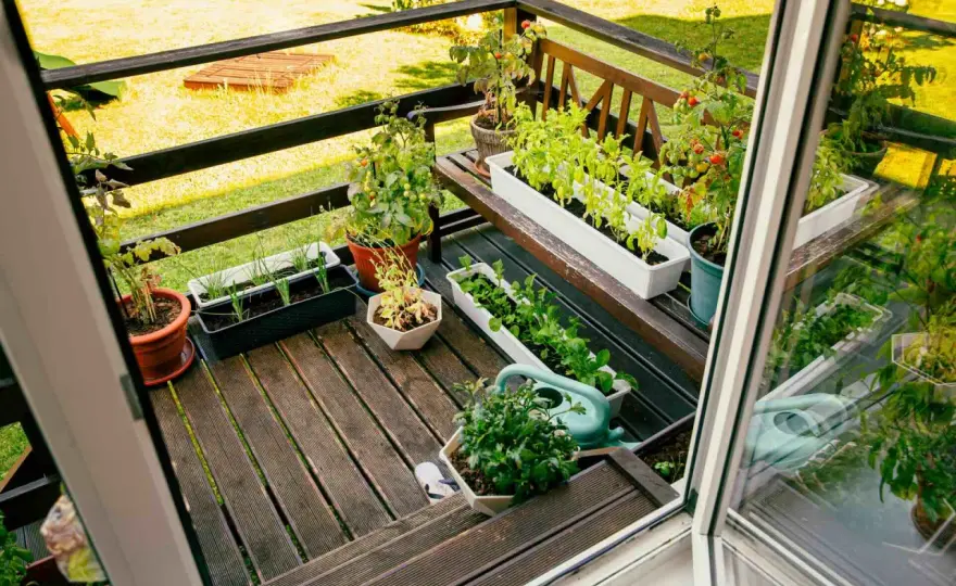 Piante aromatiche sul balcone, come sceglierle e coltivarle