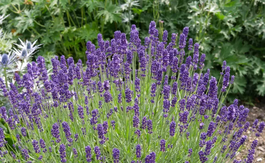 Come curare la lavanda e mantenerla sana e fiorita