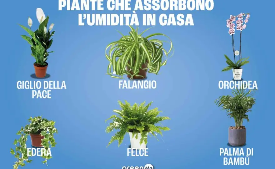 Piante che assorbono umidità - quali aiutano davvero?