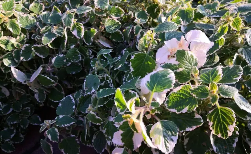 Pianta d'incenso in inverno, come proteggerla fino a primavera