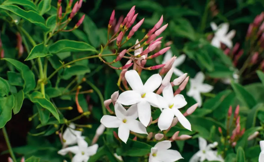 Quando fiorisce il gelsomino? Mesi, specie e cure utili